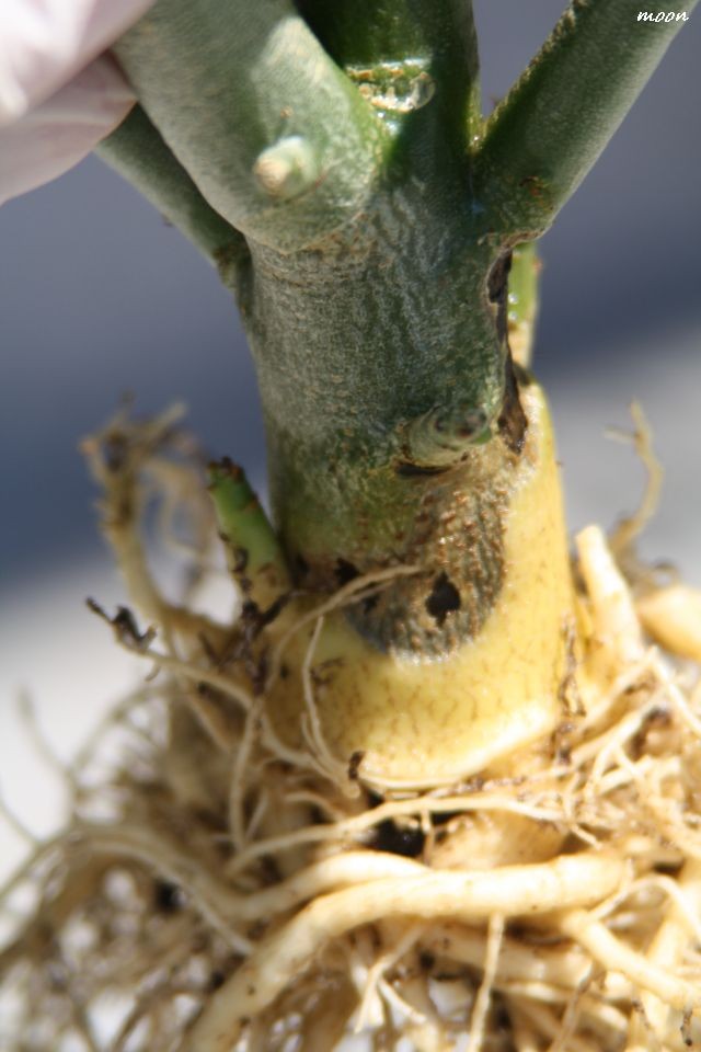 Adenium